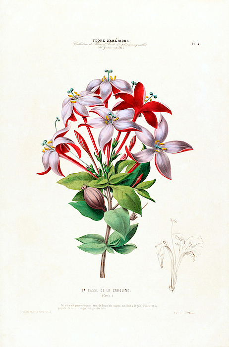 Vintage Botanical Art Flore D Amerique La Casse De La Caroline Botanical Floral Art by Vintage Botanical Gallery Vintage Botanical Art Flore D Amerique La Casse De La Caroline Botanical Floral Art by Vintage Botanical Gallery